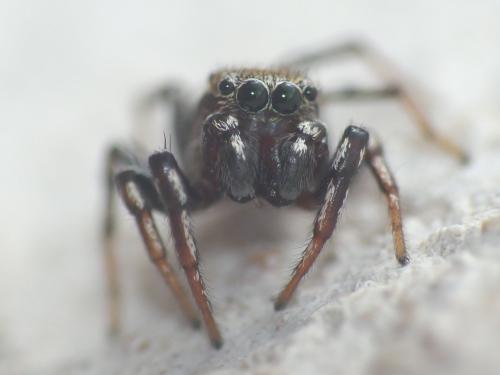 Heliophanus tribulosus